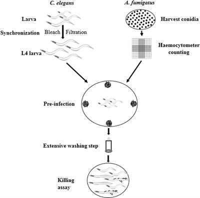 Caenorhabditis elegans-Based Aspergillus fumigatus Infection Model for Evaluating Pathogenicity and Drug Efficacy